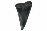 Fossil Broad-Toothed Mako Tooth - South Carolina #374780-1